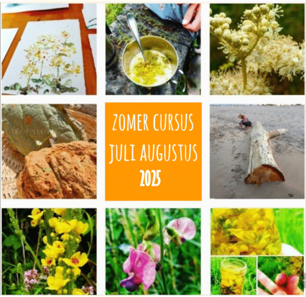 Natuur, kruiden & wildplukken ZOMER cursus
